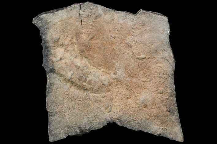 Trilobite Cruziana (Trackway) & Rusophycus (Resting Spot) - Morocco #118323